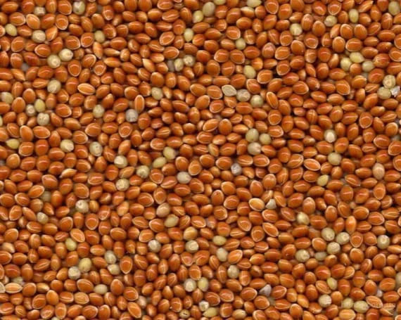 Brown Top Millet