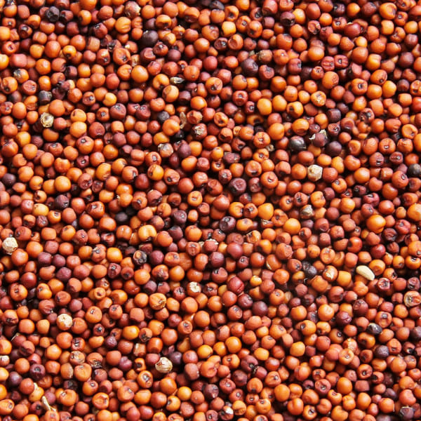 Finger Millet ( Ragi )