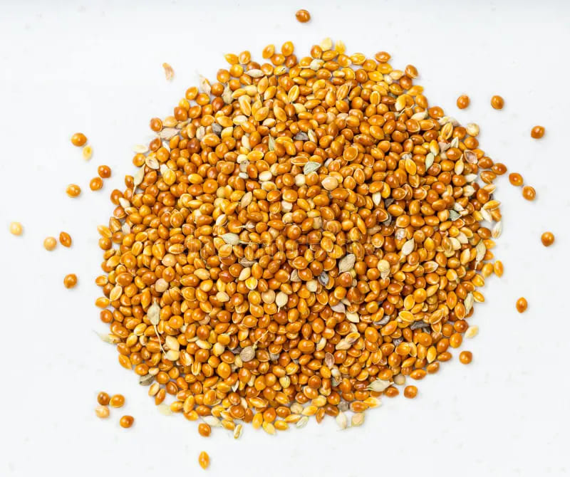 Foxtail Millet