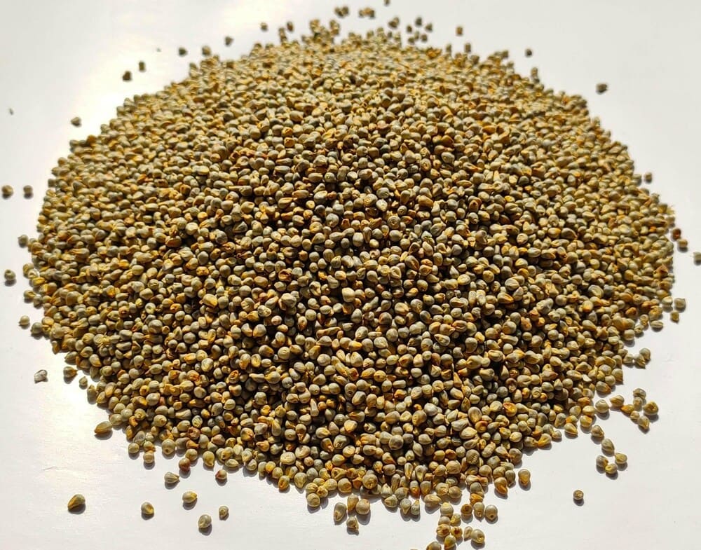 Pearl Millet ( Bajra )